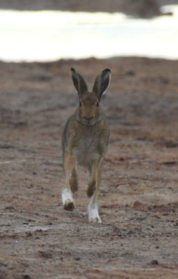 Wildlife Photography 